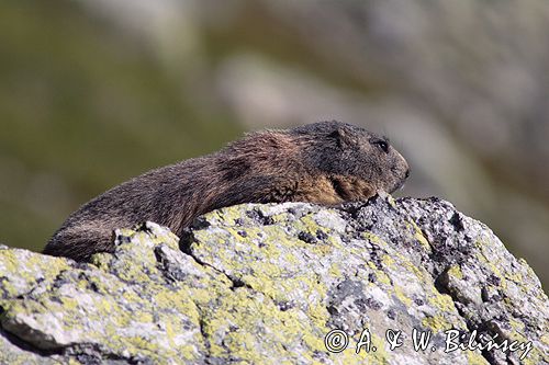 świstak Marmota marmota