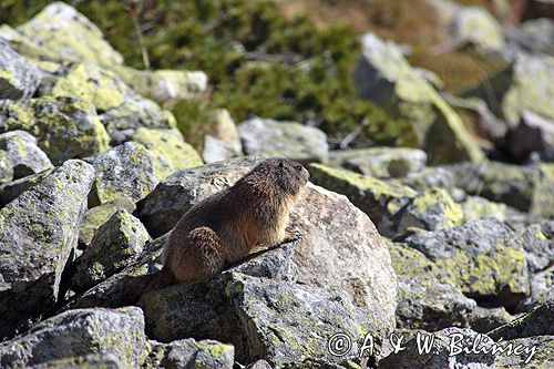 świstak Marmota marmota