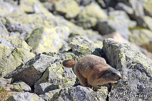 świstak Marmota marmota