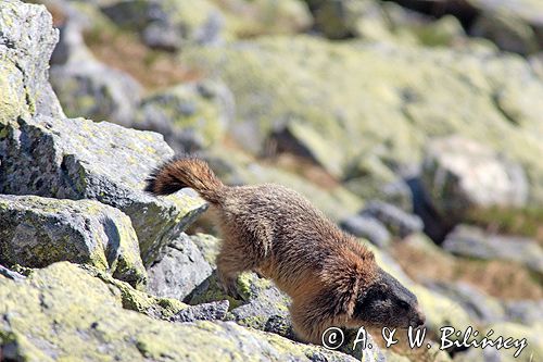 świstak Marmota marmota