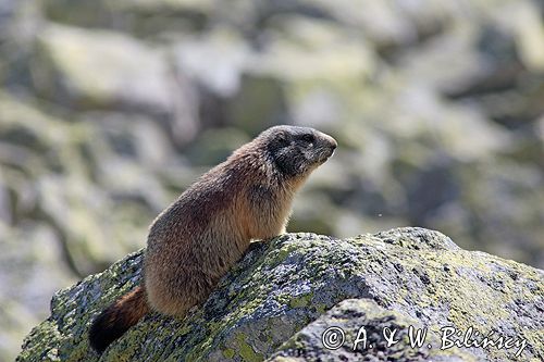 świstak Marmota marmota