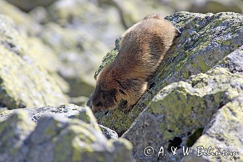 świstak Marmota marmota