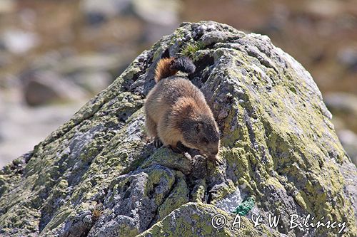 świstak Marmota marmota