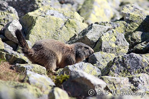 świstak Marmota marmota