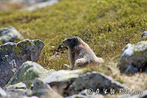 świstak Marmota marmota