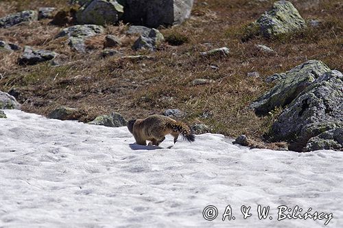 świstak Marmota marmota