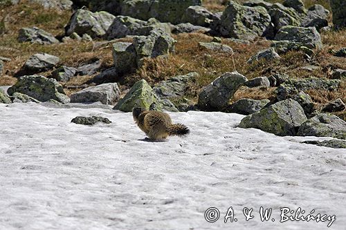 świstak Marmota marmota