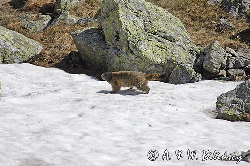 świstak Marmota marmota