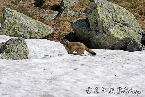 świstak Marmota marmota