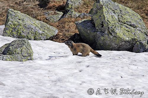 świstak Marmota marmota