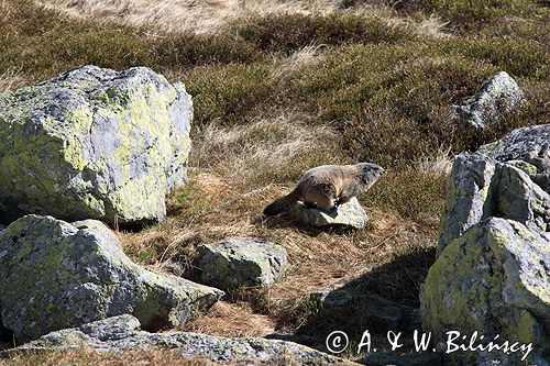 świstak Marmota marmota