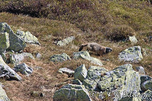 świstak Marmota marmota