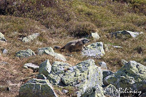 świstak Marmota marmota