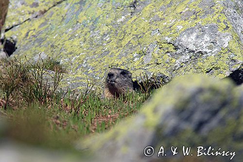 świstak Marmota marmota