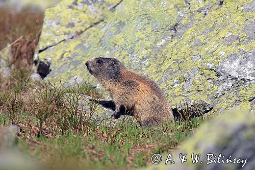 świstak Marmota marmota