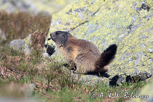 świstak Marmota marmota