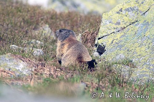 świstak Marmota marmota