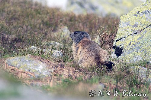 świstak Marmota marmota