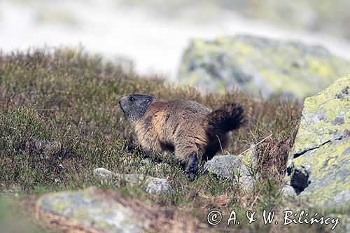 świstak Marmota marmota