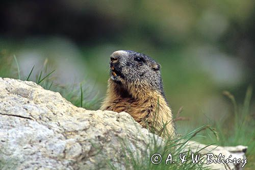 świstak, Marmota marmota, Alpine Marmot