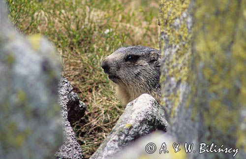 świstak, Marmota marmota, Alpine Marmot