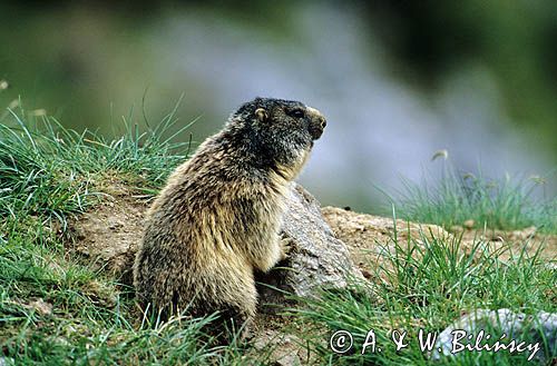 świstak, Marmota marmota, Alpine Marmot