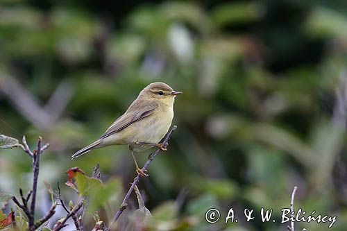 Wójcik, Świstunka zielonawa Phylloscopus trochiloides) ,