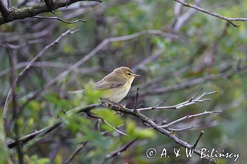 Wójcik, Świstunka zielonawa Phylloscopus trochiloides) ,