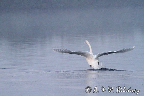 łabędzie nieme, Cygnus olor, świt nad Notecią, Wielkopolska