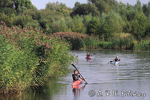 rzeka Sysa dopływ rzeki Niemen, Park Regionalny Delty Niemna, Litwa Sysa river, Nemunas Delta, Lithuania