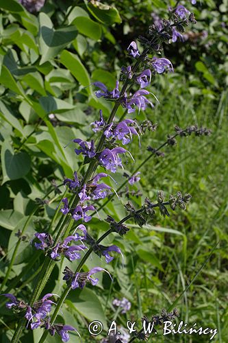 szałwia łąkowa Salvia pratensis