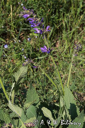 szałwia łąkowa Salvia pratensis