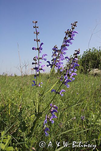 szałwia łąkowa Salvia pratensis