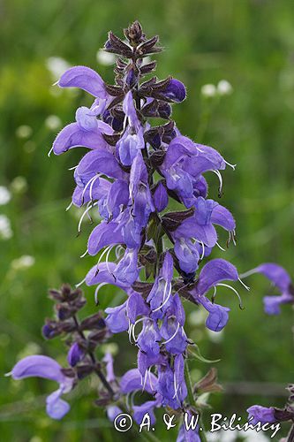 szałwia łąkowa Salvia pratensis