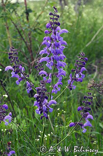 szałwia łąkowa Salvia pratensis