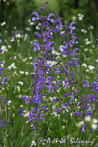 szałwia łąkowa Salvia pratensis