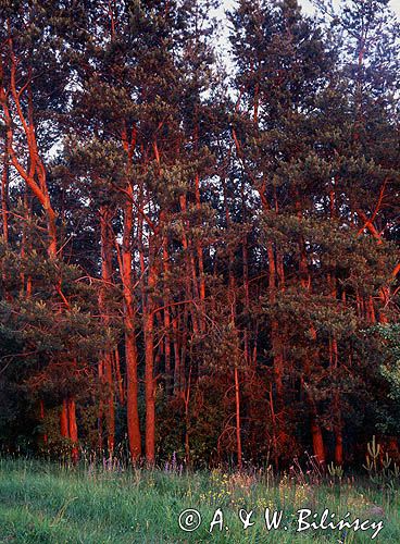 las sosnowy w promieniach zachodzącego słońca, Szaniecki Park Krajobrazowy, Ponidzie