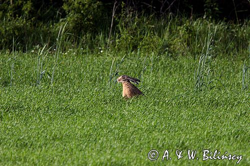 zając szarak Lepus europaeus