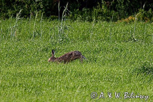 zając szarak Lepus europaeus