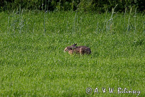 zając szarak Lepus europaeus