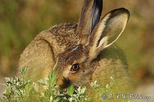 Zając szarak, Lepus europaeus