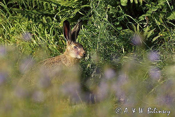 Zając szarak, Lepus europaeus