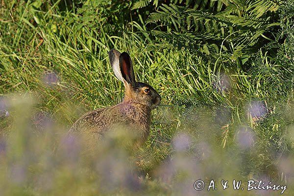 Zając szarak, Lepus europaeus