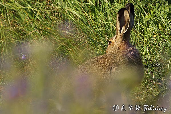 Zając szarak, Lepus europaeus