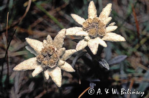 szarotka, Szarotka alpejska, Leontopodium alpinum