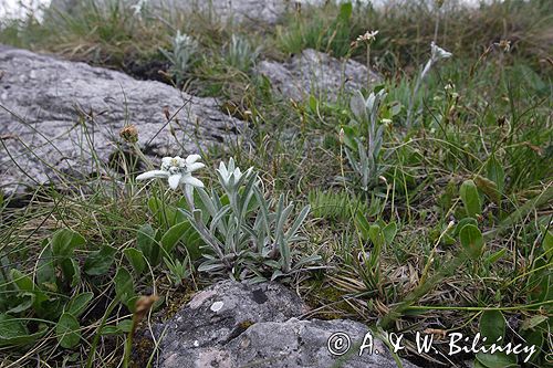 szarotka alpejska Leontopodium alpinum