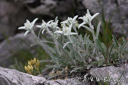 szarotka alpejska Leontopodium alpinum