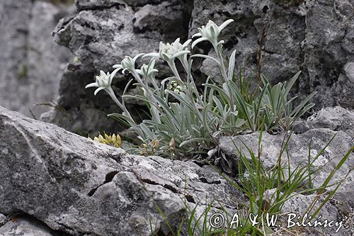 szarotka alpejska Leontopodium alpinum