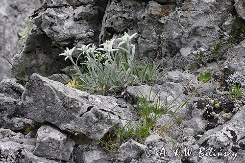 szarotka alpejska Leontopodium alpinum