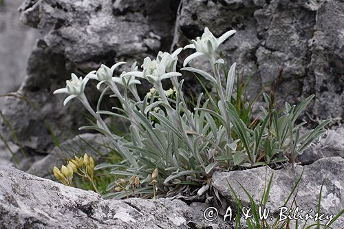 szarotka alpejska Leontopodium alpinum